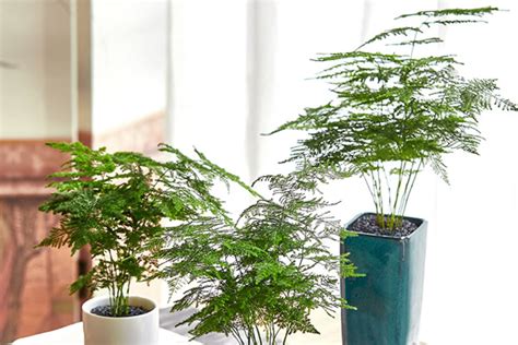 文昌位植物|文昌位适合种哪些植物 室内文昌位放什么植物。